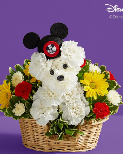 <p>EXCLUSIVE Our signature flower pup is blooming from ear to ear! Part of our new Disney collection, it’s crafted from a color flower combination from Absolutely Beautiful Florist and Flower Delivery Floral design staff to Celebrate the iconic Mickey Mouse Colors in Flowers!  Complete with a genuine replication of the original 1950s Mouseketeer hat, it’s a gift that is full of charm and nostalgia for every Disney fan.</p>
<p>Crafted in the shape of a dog, complete with eyes, nose, and a genuine replication of the original 1950s Mouseketeer hat<br />
Artistically designed in a dog bed basket accented with sheet moss; measures 3.5"H x 9.5"W x 7"D<br />
The arrangement measures approximately 13"H x 14"W<br />
Our floral designers hand-design each arrangement, so colors and varieties may vary</p>
<p>About Disney©</p>
<ul>
<li>Our exclusive collection combines the enchantment of Disney with our</li>
<li>passion for sharing meaningful gifts. The excitement and joy of gifting</li>
<li>genuine Disney branded products to family and friends celebrate the</li>
<li>memories we cherish and all the iconic characters we know and love</li>
</ul>
