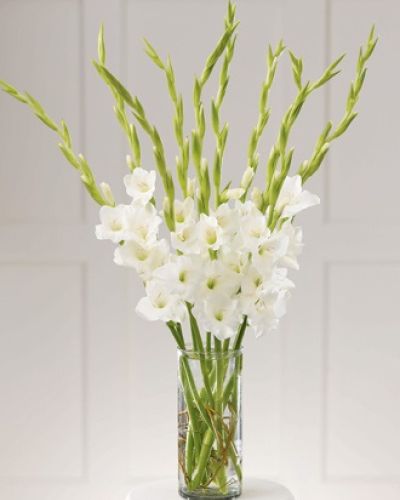<p>Ten pure white gladiolus are arranged in a clear glass cylinder. Pure serenity.</p>
