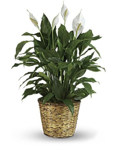 <p>Also know as the peace lily, this elegant plant featuring dark green leaves and delicate white blossoms makes a perfect gift for almost any occasion. Low maintenance and known for its indoor beauty and ability to clear the air of contaminants, this medium spathiphyllum is delivered in a charming 8" woven wicker basket.</p>