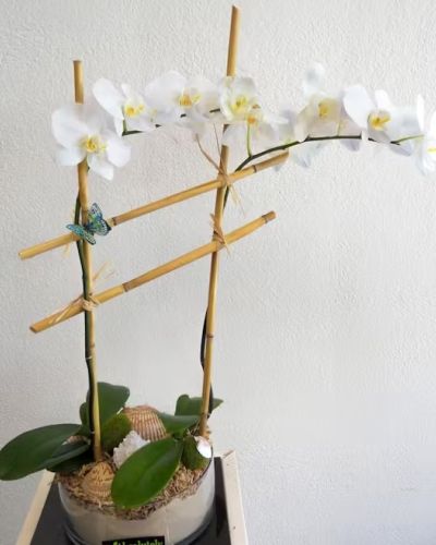 Orchids on the beach will brighten your particular person's day. Orchids on the Beach is a spectacular over-the-top presentation arrangement of tropical orchids with gulf coast sea shells and beach sand with two tall white orchids in a lovely round deep glass dish.